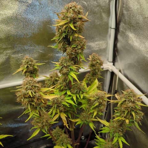 Corkscrew growlog timeline photo