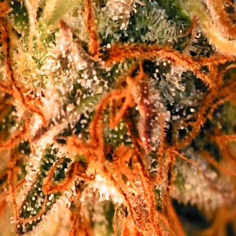 Corkscrew growlog timeline photo