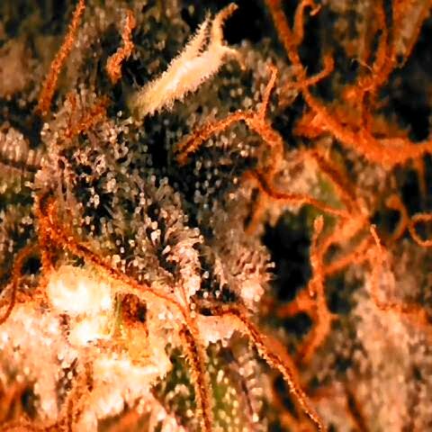 Corkscrew growlog timeline photo