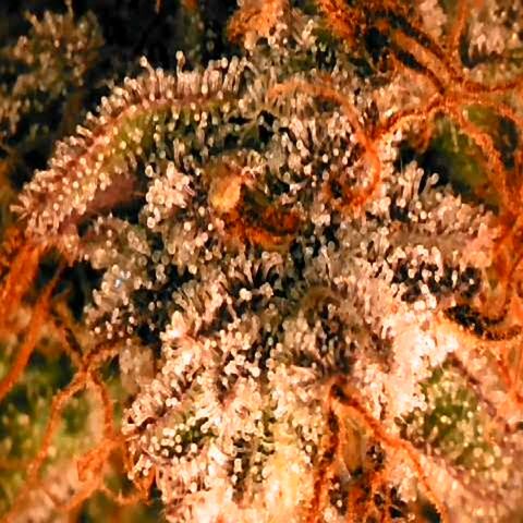 Corkscrew growlog timeline photo