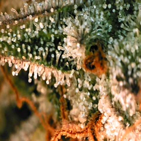Corkscrew growlog timeline photo