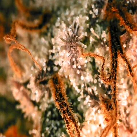 Corkscrew growlog timeline photo