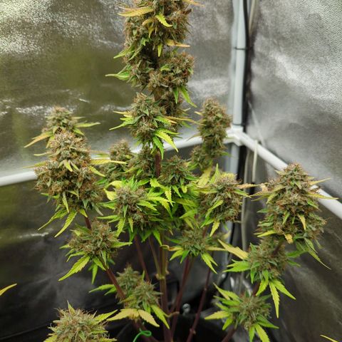 Corkscrew growlog timeline photo