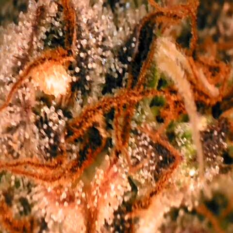 Corkscrew growlog timeline photo