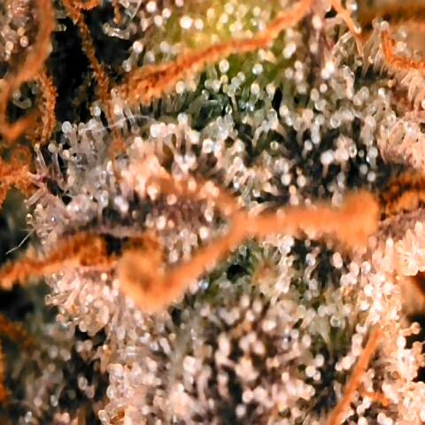 Corkscrew growlog timeline photo