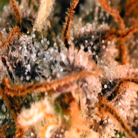 Corkscrew growlog timeline photo