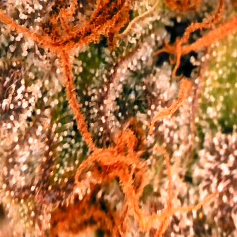 Corkscrew growlog timeline photo