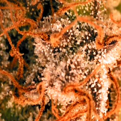 Corkscrew growlog timeline photo