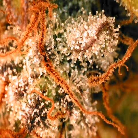 Corkscrew growlog timeline photo