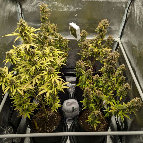 Corkscrew growlog timeline photo