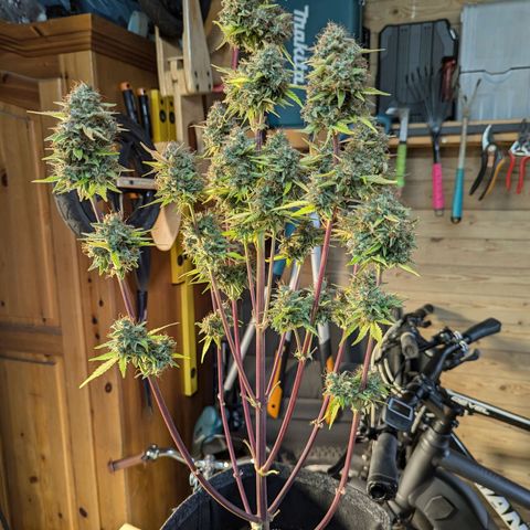 Corkscrew growlog timeline photo