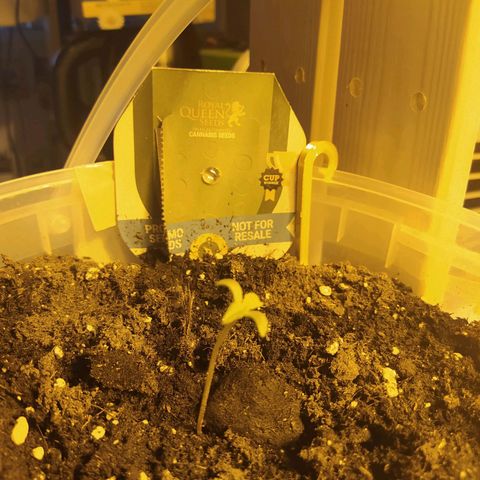 Northern Light Automatic growlog timeline photo