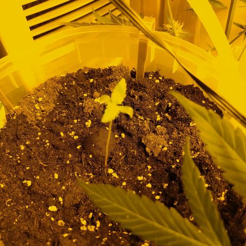 Northern Light Automatic growlog timeline photo