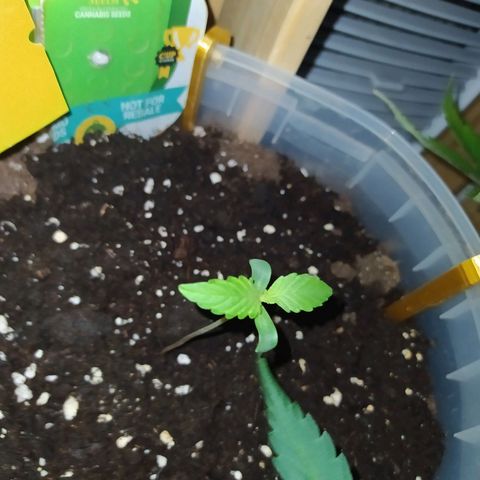 Northern Light Automatic growlog timeline photo