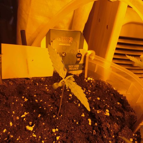 Northern Light Automatic growlog timeline photo