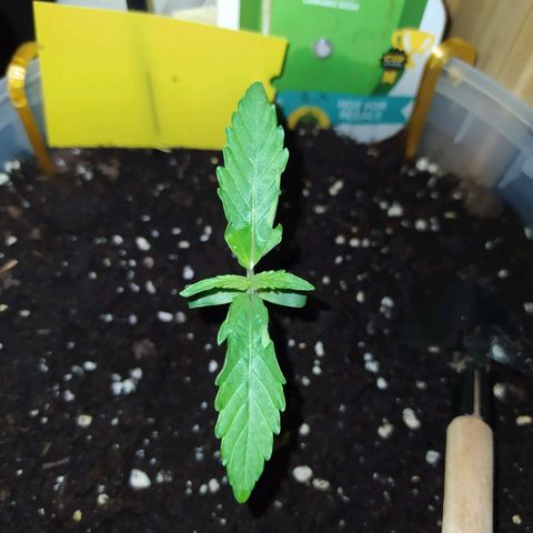 Northern Light Automatic growlog timeline photo