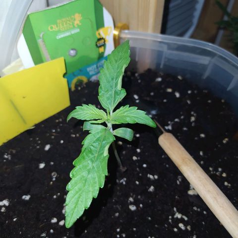 Northern Light Automatic growlog timeline photo