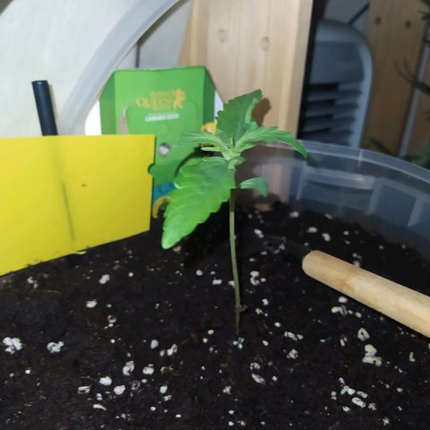 Northern Light Automatic growlog timeline photo
