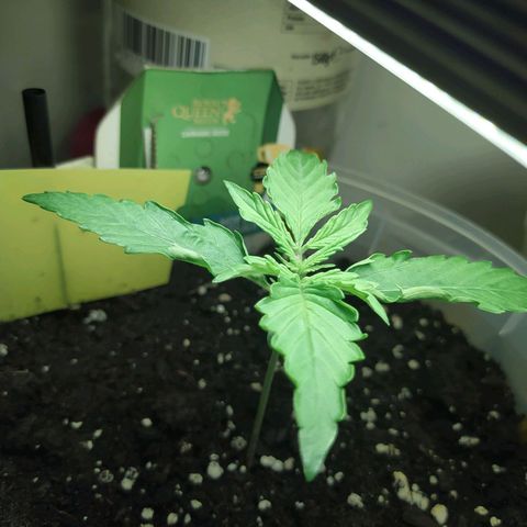 Northern Light Automatic growlog timeline photo