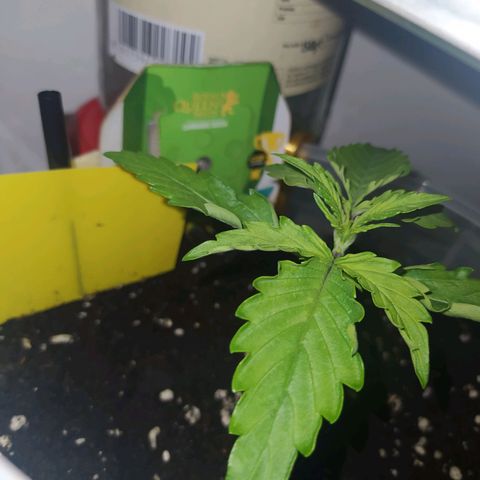 Northern Light Automatic growlog timeline photo