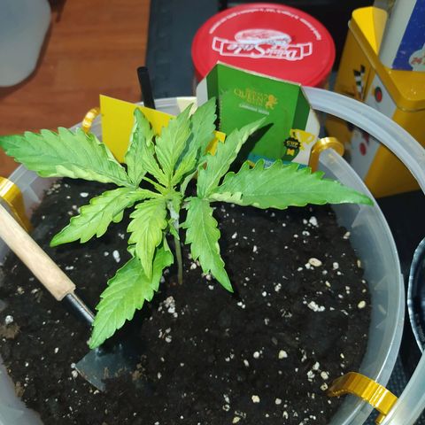 Northern Light Automatic growlog timeline photo