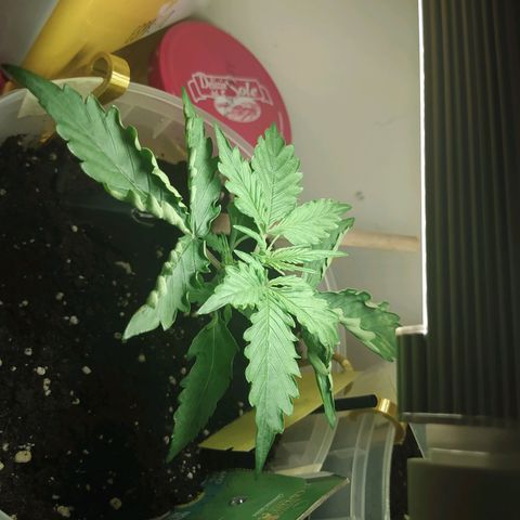 Northern Light Automatic growlog timeline photo