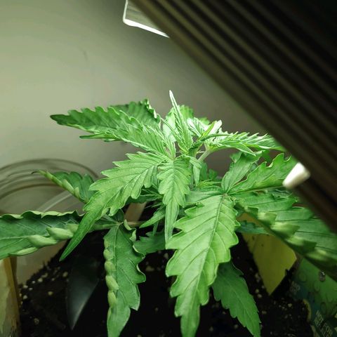 Northern Light Automatic growlog timeline photo