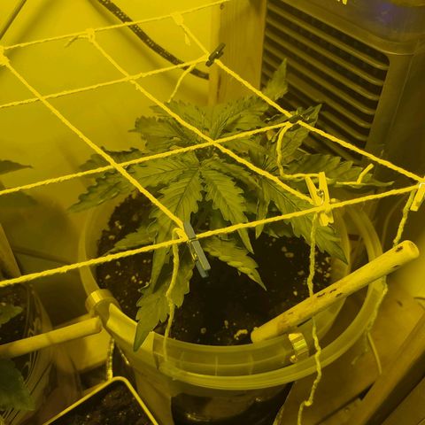 Northern Light Automatic growlog timeline photo