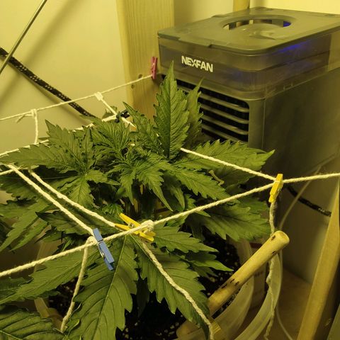 Northern Light Automatic growlog timeline photo