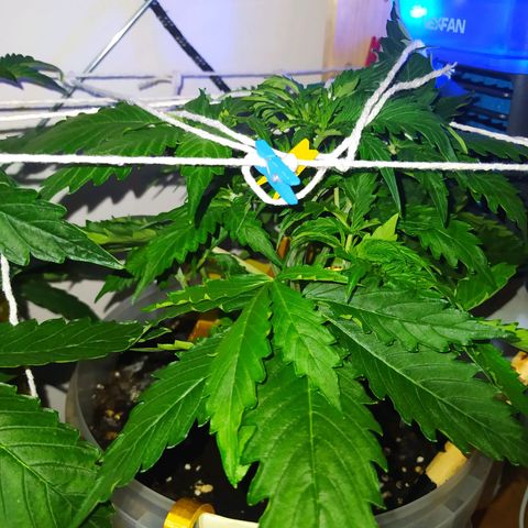 Northern Light Automatic growlog timeline photo