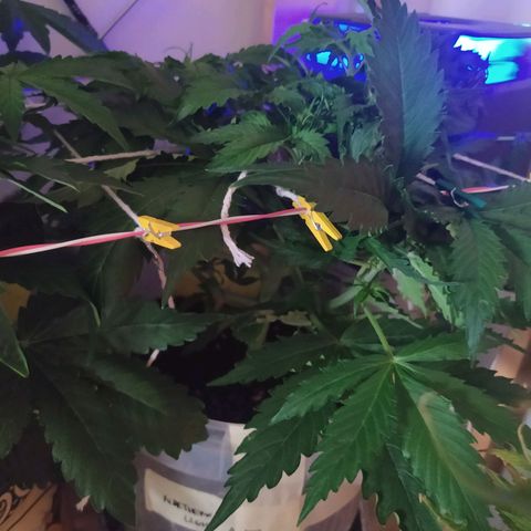 Northern Light Automatic growlog timeline photo