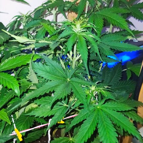 Northern Light Automatic growlog timeline photo