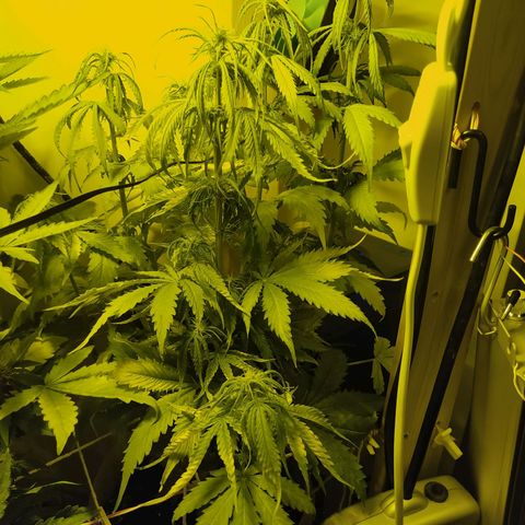 Northern Light Automatic growlog timeline photo