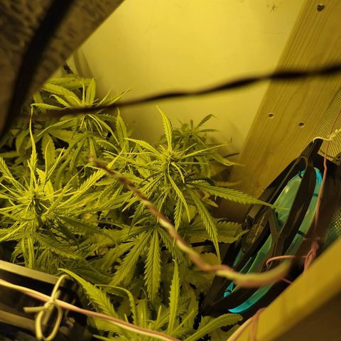 Northern Light Automatic growlog timeline photo