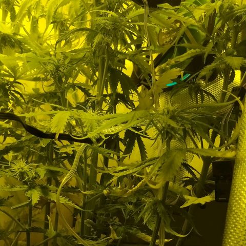 Northern Light Automatic growlog timeline photo