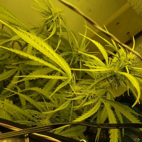 Northern Light Automatic growlog timeline photo