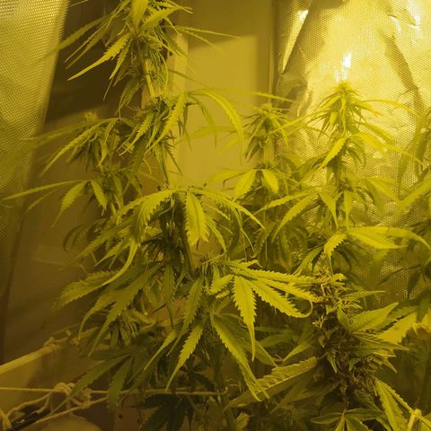 Northern Light Automatic growlog timeline photo