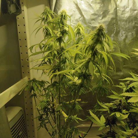 Northern Light Automatic growlog timeline photo