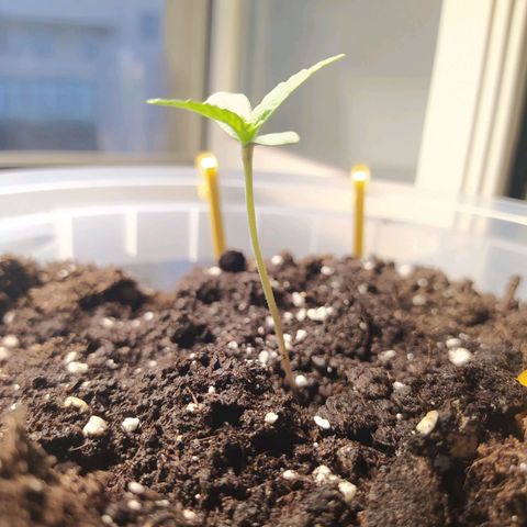 Quick One growlog timeline photo