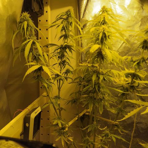 Northern Light Automatic growlog timeline photo