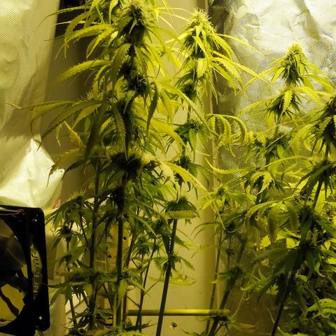 Northern Light Automatic growlog timeline photo