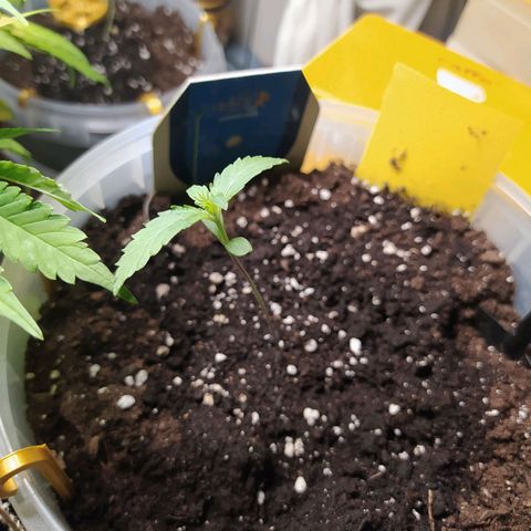 Royal Medic growlog timeline photo