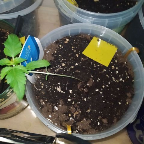 Royal Medic growlog timeline photo