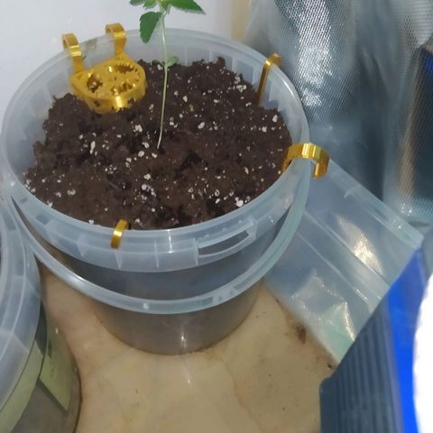 Quick One growlog timeline photo