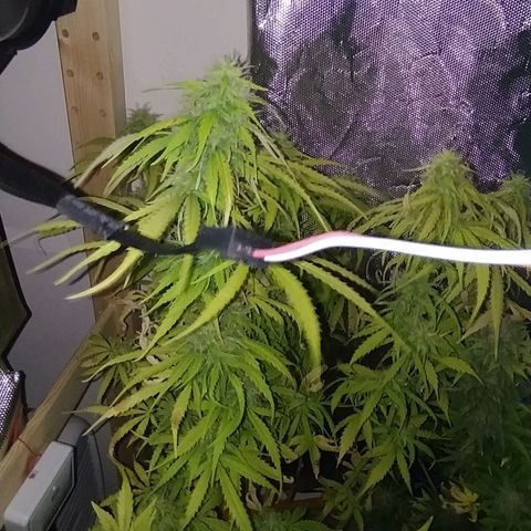 Northern Light Automatic growlog timeline photo