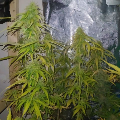Northern Light Automatic growlog timeline photo