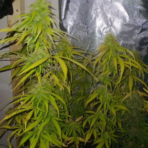 Northern Light Automatic growlog timeline photo