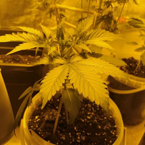 Royal Medic growlog timeline photo