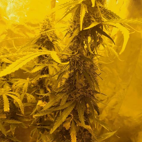 Northern Light Automatic growlog timeline photo