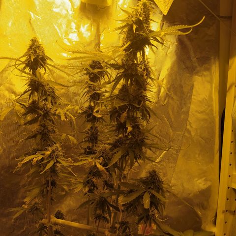 Northern Light Automatic growlog timeline photo